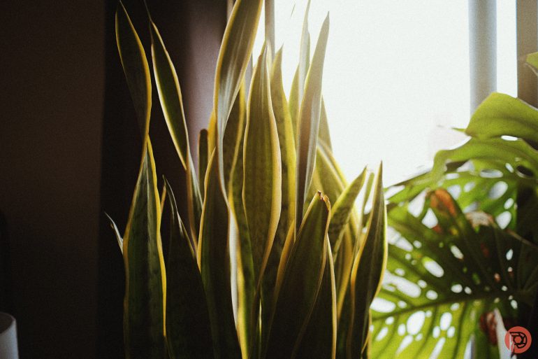 Tall, green snake plant leaves by a window with sunlight and a monstera plant in the background.