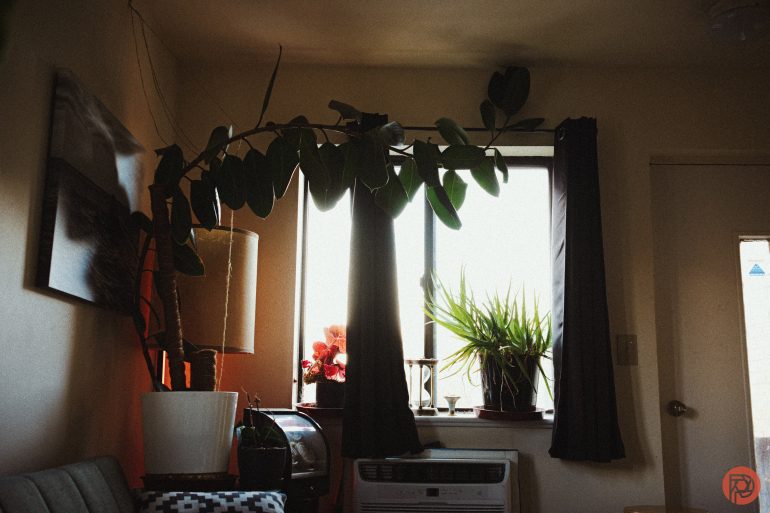 A cozy room with large leafy plants by a sunlit window and a patterned couch.