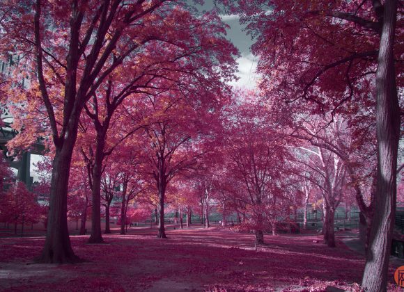 A park with tall trees and grass, all in vibrant pink hues, under a partly cloudy sky.