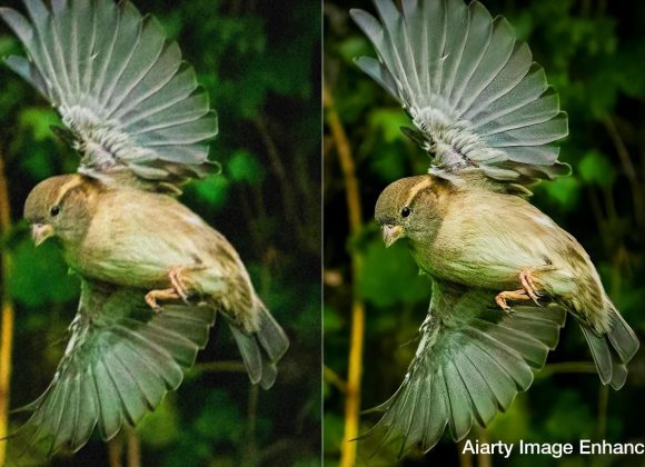 Side-by-side images of a bird in flight, with the right image appearing sharper and more vibrant.