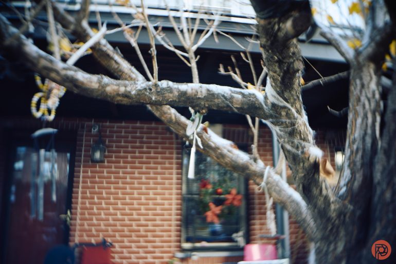 A leafless tree branch in front of a brick house with a window and holiday decorations visible.