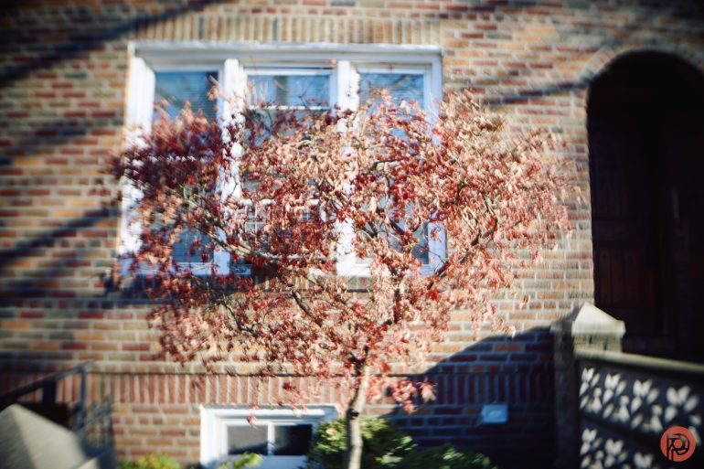 A small tree with red leaves stands in front of a brick building with a window.