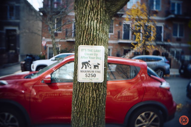 A sign on a tree warns to clean up after dogs with a maximum fine of $250; red car in the background.