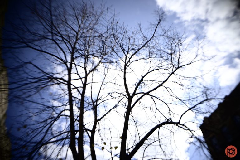 Bare tree branches silhouetted against a bright, cloudy blue sky, with a blurred and dreamy effect.