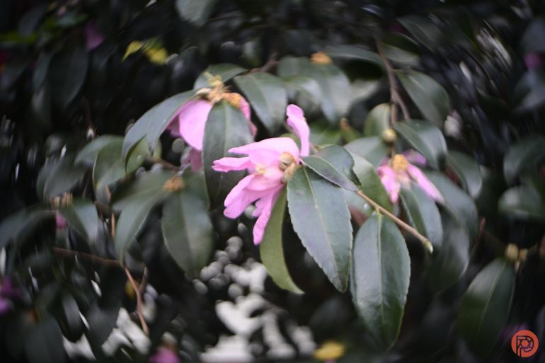 A blurred close-up of pink flowers with green leaves, surrounded by a soft, swirling background.