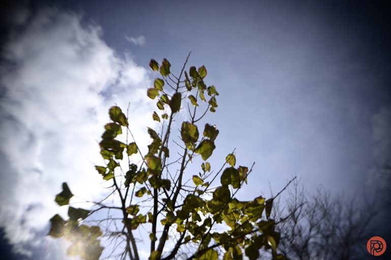 Low-angle view of a tree with green leaves against a bright, cloudy sky and sunlight.