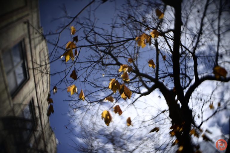 Yellow autumn leaves on tree branches with a building and blue sky in the background.
