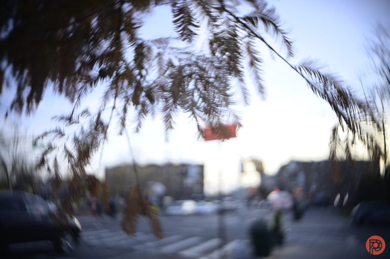 Blurred view of tree branches over a busy street with cars and buildings in the background.