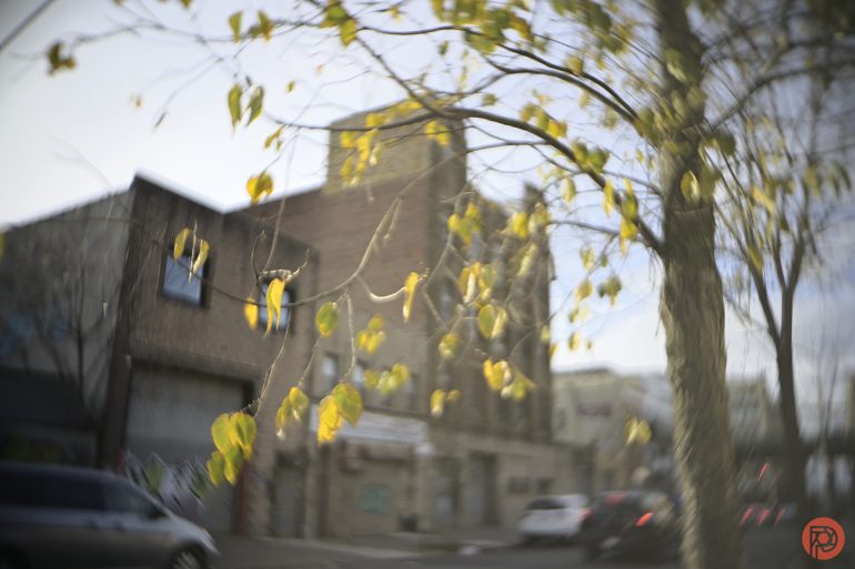 A tree with yellow leaves in front of blurred buildings and cars on a city street.