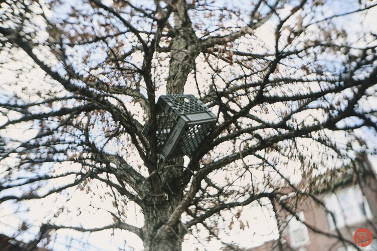 A plastic milk crate is stuck in the branches of a leafless tree against a cloudy sky.