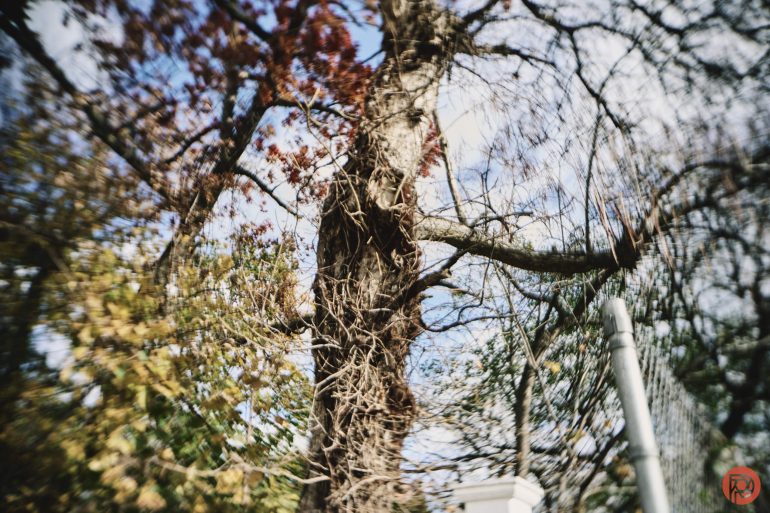 A blurry tree trunk with bare, twisted branches and some autumn leaves against a blue sky.