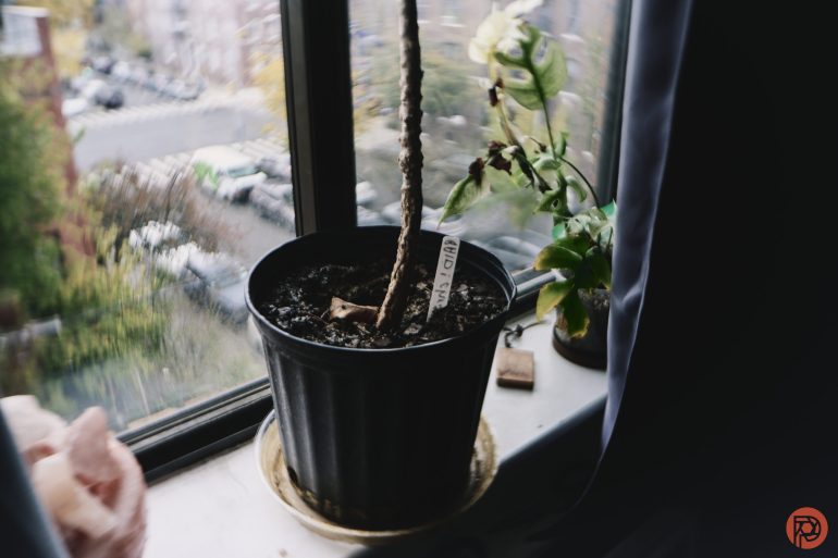 A black plant pot with a bare stem sits on a windowsill next to a wilting plant and city view outside.