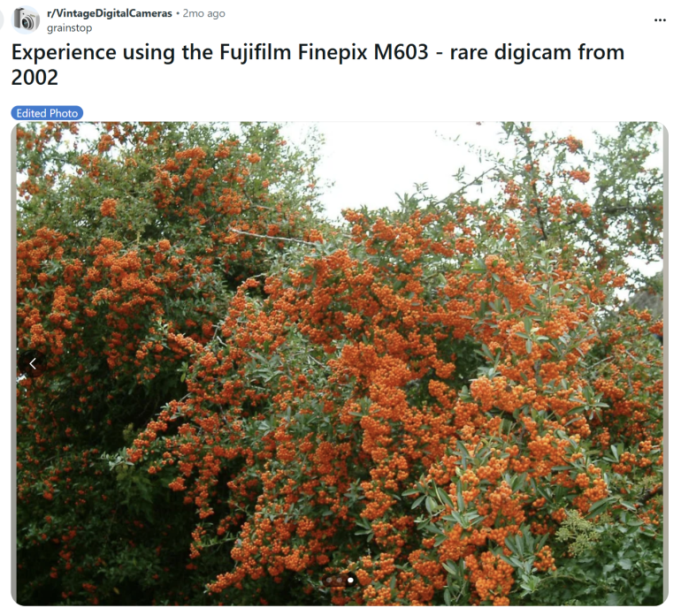 A bush covered in dense clusters of bright orange berries and green leaves.