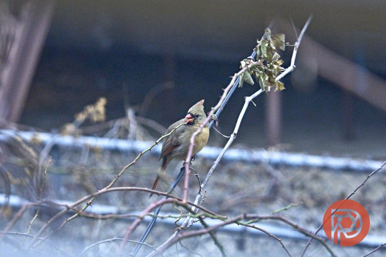 A small bird with a red beak perched on a branch with dried leaves; railing blurred in background.