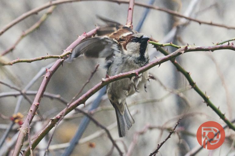 A small brown sparrow hovers among thorny branches, wings spread, with a blurred background.