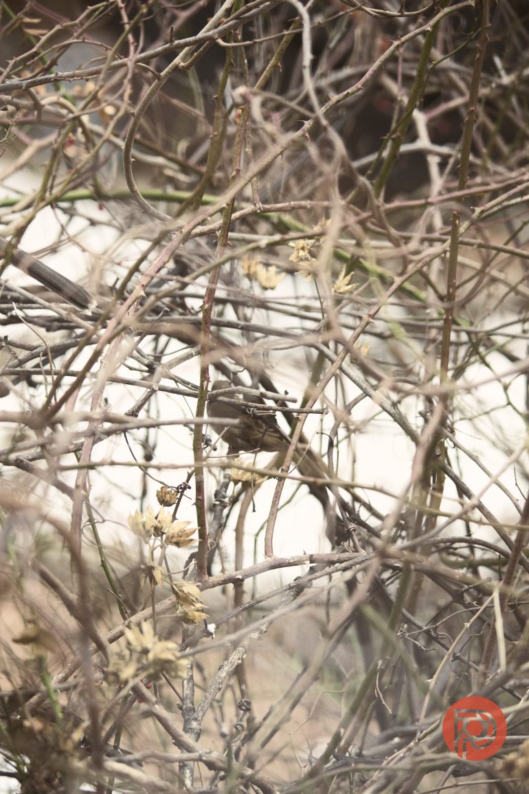 A small brown bird is perched among tangled branches and dry leaves, blending into the background.