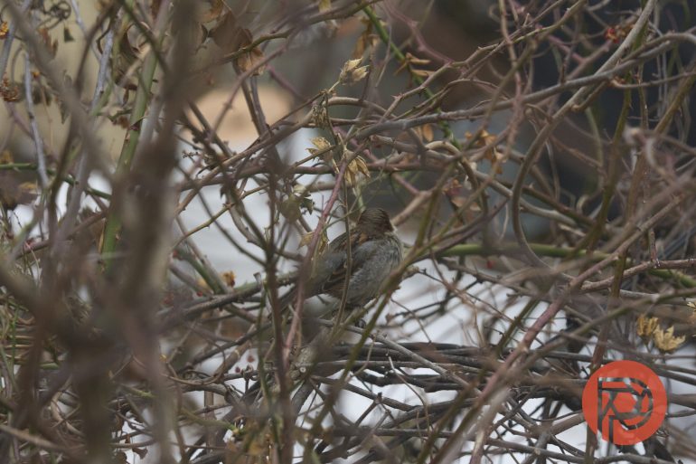 A small brown bird perched among bare branches with a few dried leaves and snow in the background.