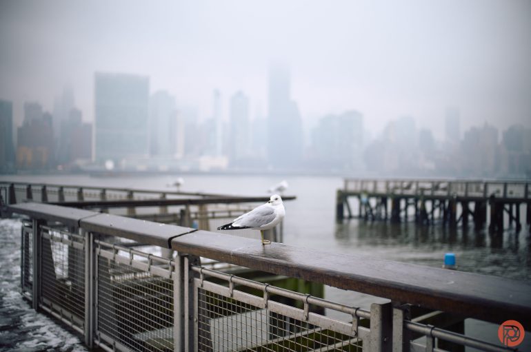 A seagull perches on a railing by the water with a foggy city skyline in the background.