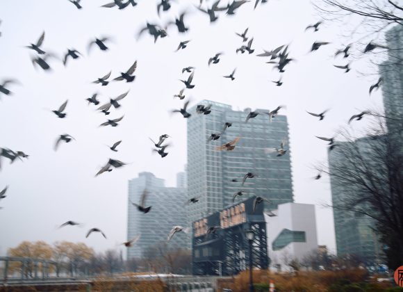 A flock of birds flying over a cityscape with tall buildings on a cloudy day.