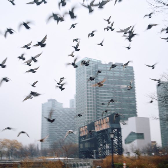 A flock of birds flying over a cityscape with tall buildings on a cloudy day.