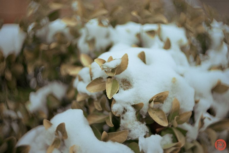 Close-up of snow-covered leaves with some brown and green foliage showing through.