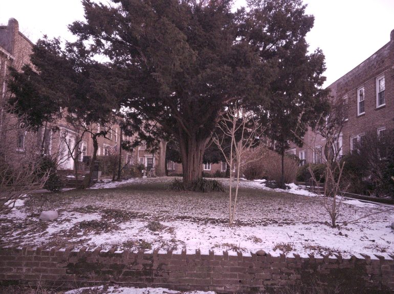 Large tree stands in the center of a snowy courtyard, surrounded by brick buildings and bare shrubs.
