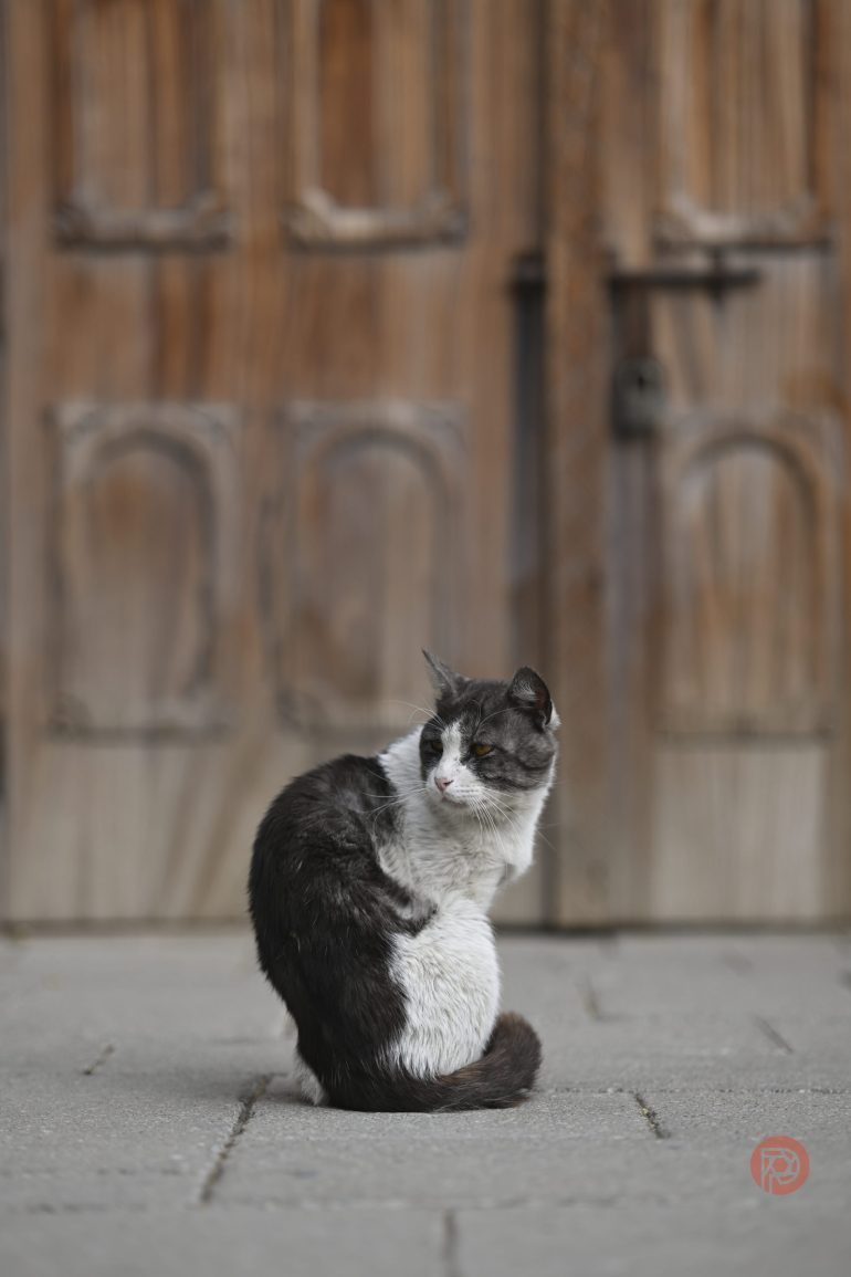 A black and white cat sits on a stone pavement in front of a large wooden door.