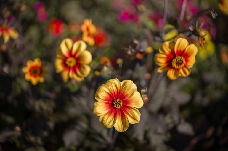 Yellow and red flowers blooming with a blurred background of more flowers and foliage.