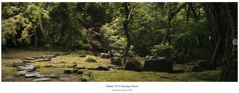 A quiet, green forest with mossy ground, stone path, and sunlight filtering through dense trees.