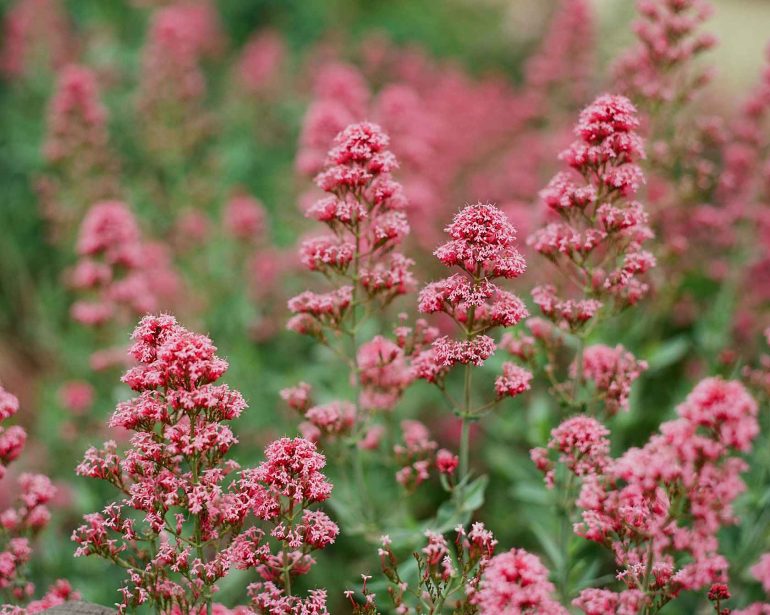 Clusters of vibrant pink flowers blooming on green stems in a lush garden setting.