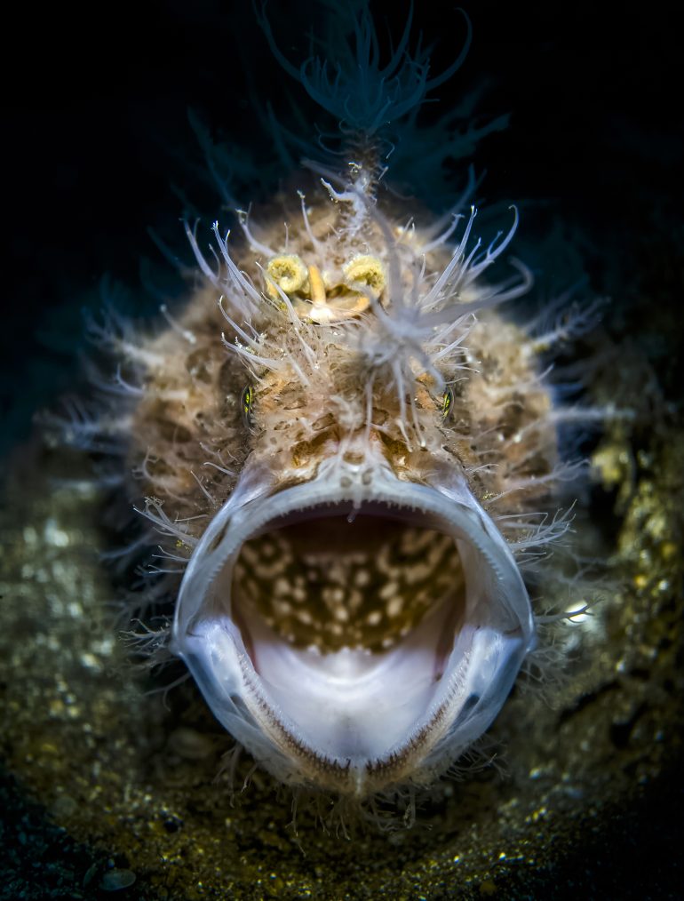 A hairy frogfish with its mouth wide open, surrounded by sand and dark water.