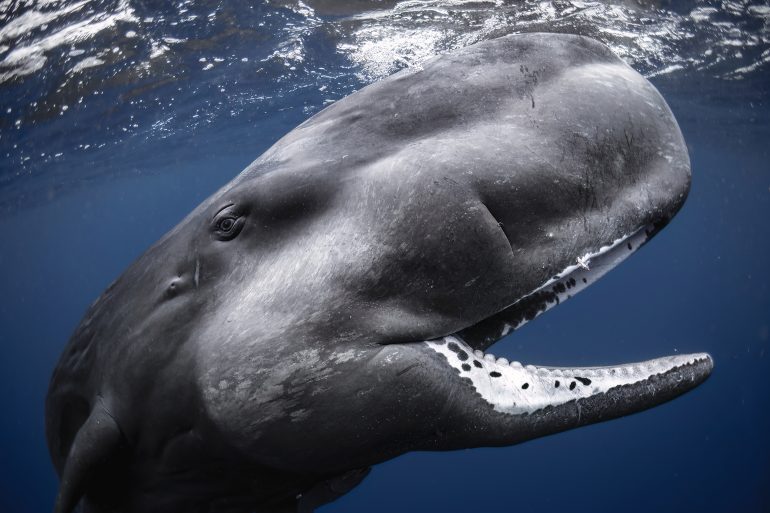 Close-up of a sperm whale underwater, mouth slightly open, showing teeth and smooth gray skin.