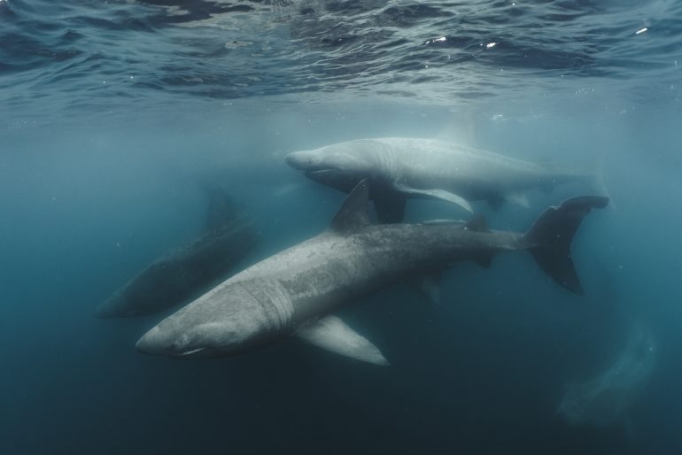 Three large sharks swim underwater in the ocean, surrounded by blue-green water and gentle light from above.