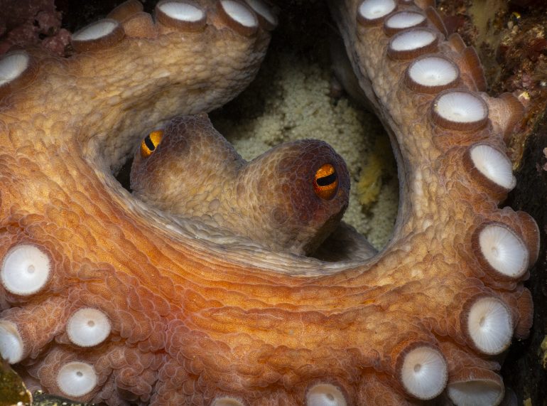 Close-up of an octopus with orange skin and white suckers, peering out with its yellow and black eyes.