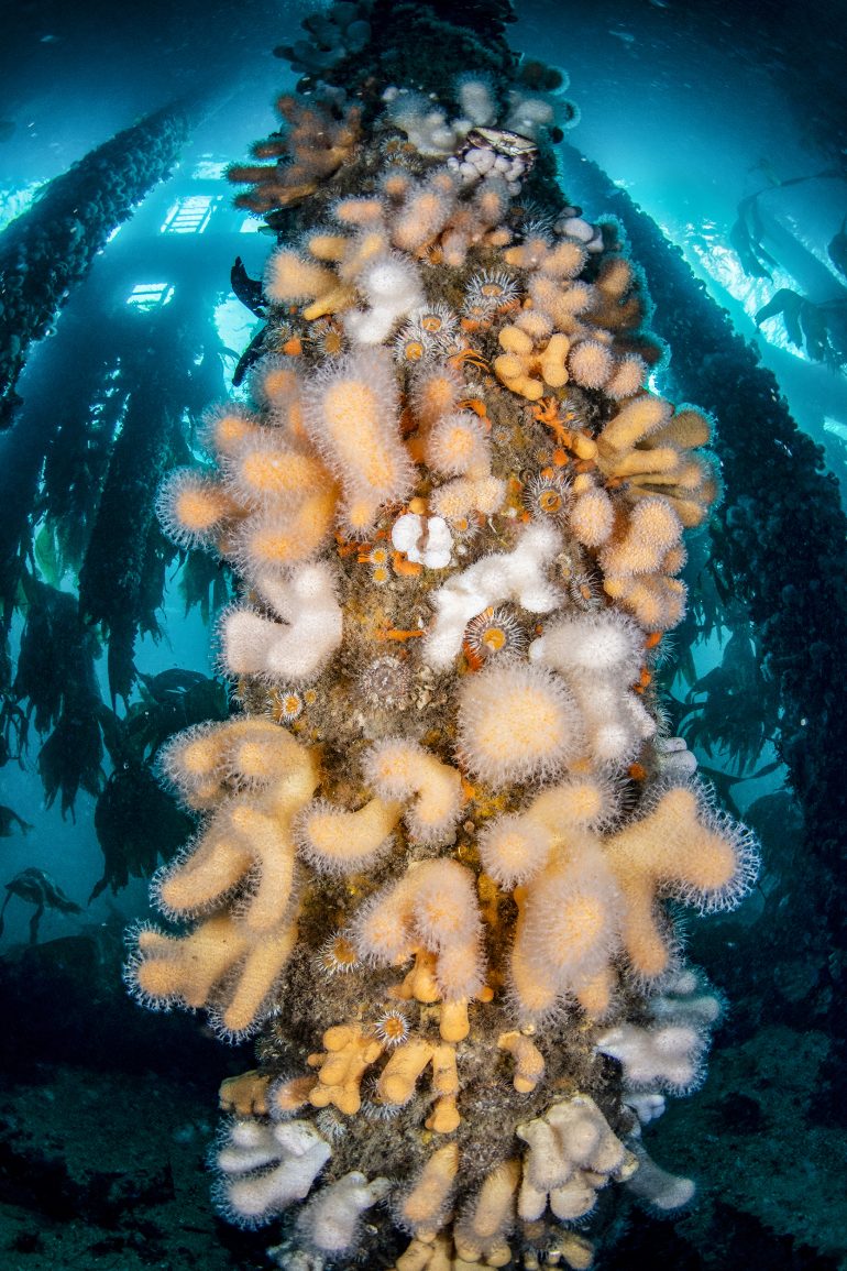 A cluster of colorful sea anemones and marine life attached to an underwater pier piling, with sunlight above.