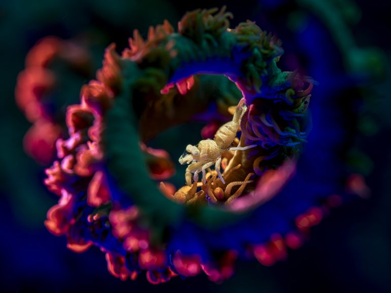 A tiny crab clings to a neon coral spiral, glowing with vivid blue, orange, and pink light.
