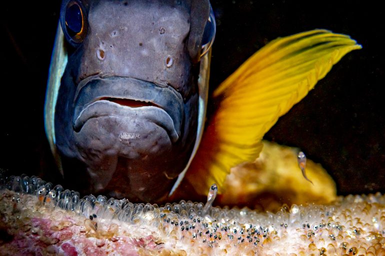 A close-up of a fish guarding its eggs, with a few tiny fry visible among the eggs on the seabed.