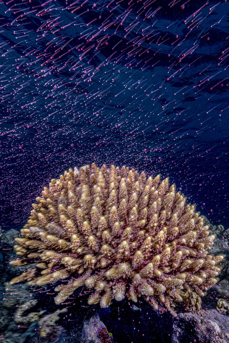 Coral spawning underwater, releasing pink gametes that drift upward in the dark ocean.