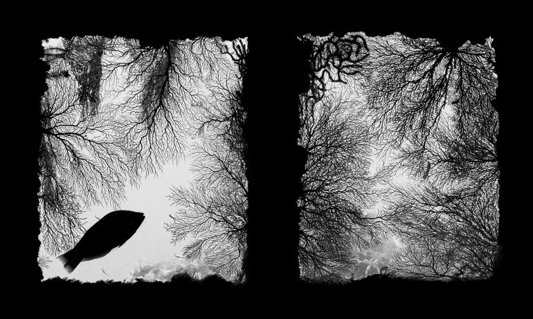 Black and white photo of coral branches with a fish silhouette on the left and open coral scene on the right.
