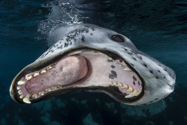 A close-up of a leopard seal underwater with its mouth wide open, showing its teeth and tongue.