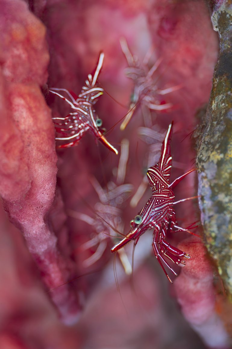 Several small, red-striped shrimp with blue eyes nestled among vibrant pink coral underwater.
