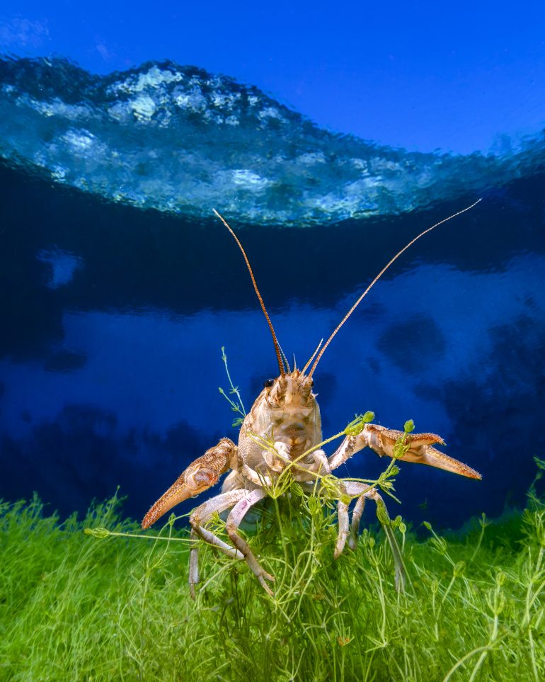 A crayfish stands among green plants underwater with sunlight shining from above and blue water in the background.