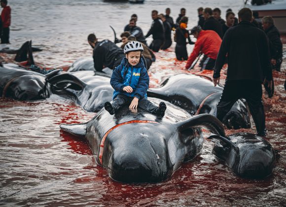 A boy sits on a beached whale surrounded by people in water stained red, during a mass whale stranding event.