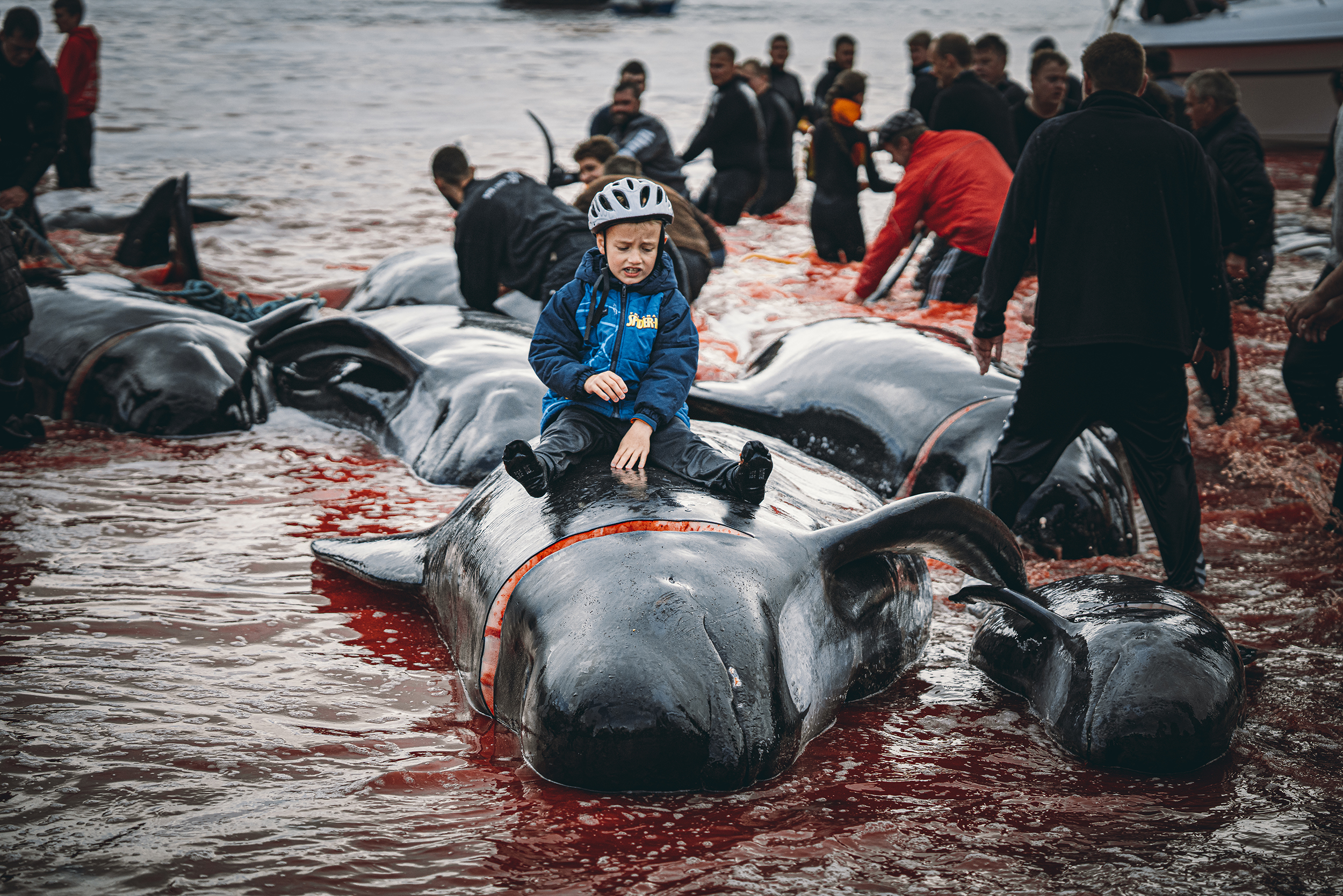 Gear Used By Underwater Photographers of the Year 2026 Winners A boy sits on a beached whale surrounded by people in water stained red, during a mass whale stranding event.