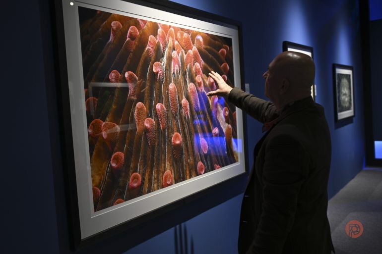 A person touches a large, framed photograph of colorful coral displayed on a blue gallery wall.