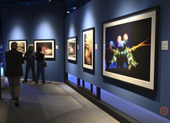 People viewing framed nature photographs on display in a blue-walled art gallery.
