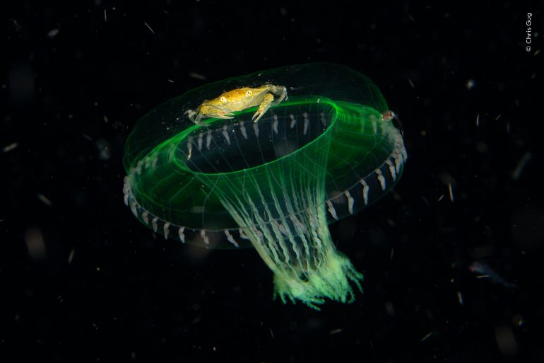 A small yellow crab rides atop a glowing green jellyfish against a dark underwater background.