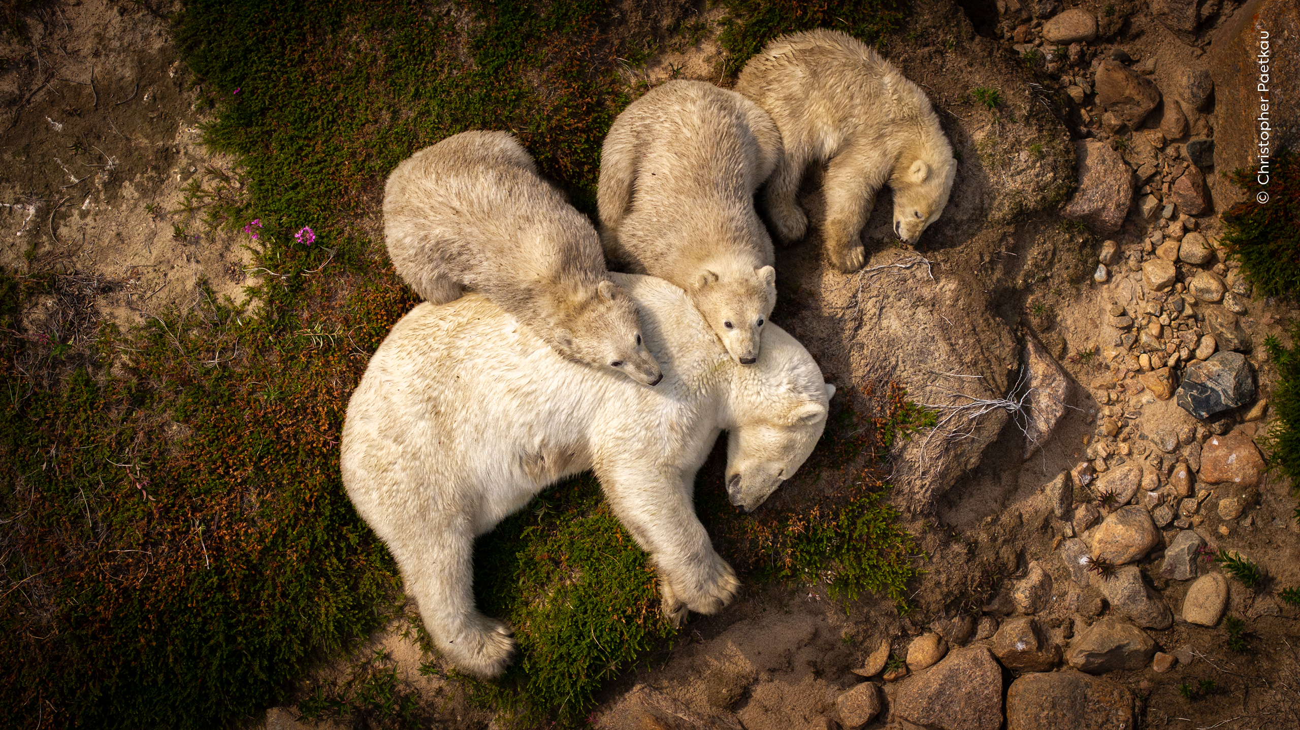 A group of polar bears lying on top of each other.