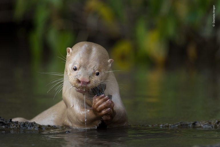 A giant otter holds a fish in its paws while partially submerged in water, with green foliage in the background.