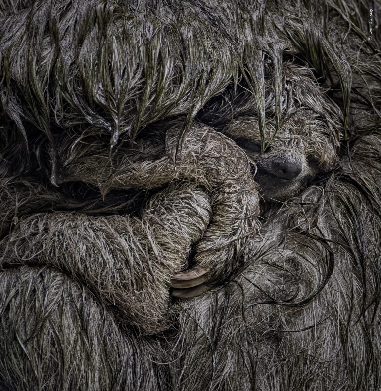 A close-up of a sloth embracing its baby, both covered in long, wet fur.